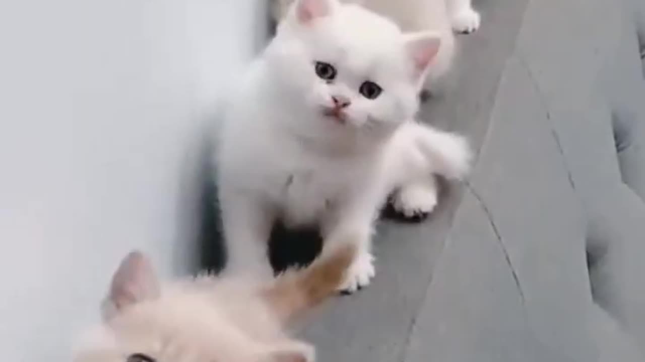 Cute cat baby 🐥🐥