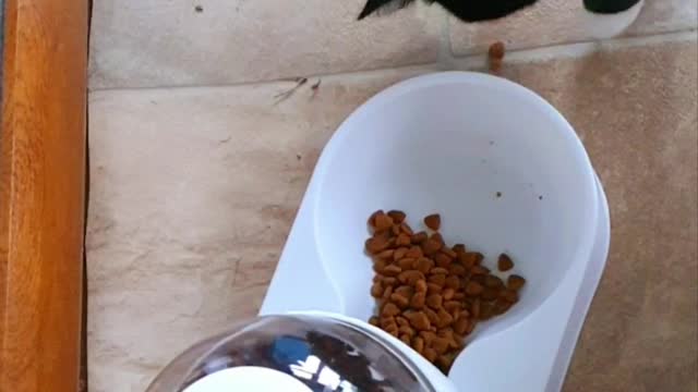 Dolly Cat can not stop eating one by one