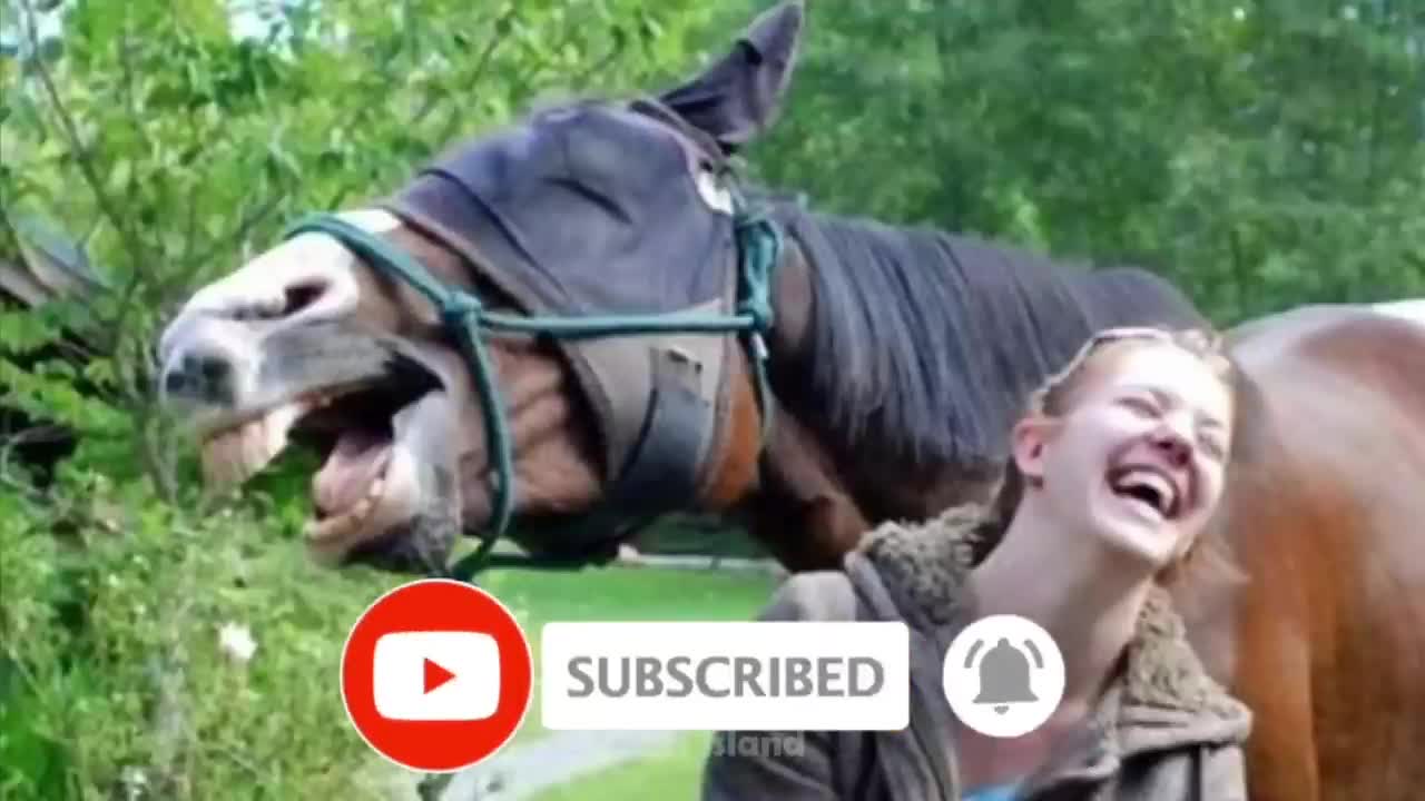 Crazy Horse Fails: The Best Horse Videos Ever | Pets Island