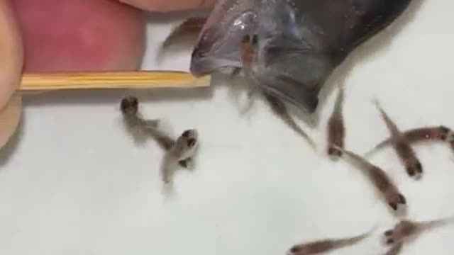 This fish has a lot of baby fish coming out of its mouth