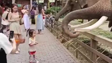 elephant