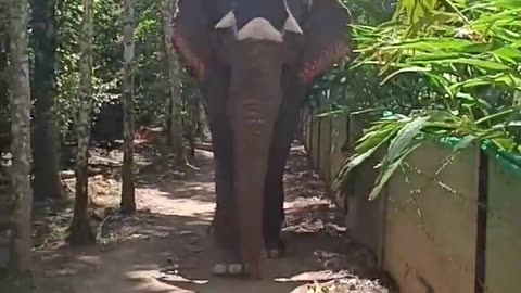 Elephant_Ride_#what_chumka_song_#elephant_#animal_#funny_animal_#Elephant_dance(720p)