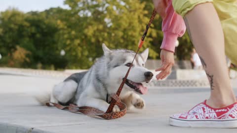 Dog training and injoy with dog keep watching