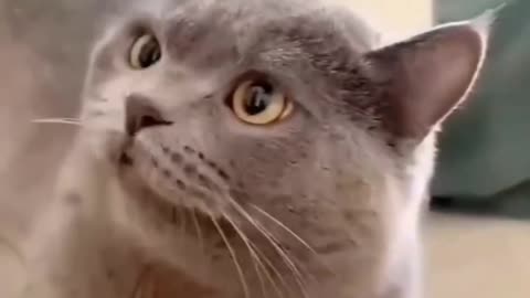 Funny and Cute Cats Video #451