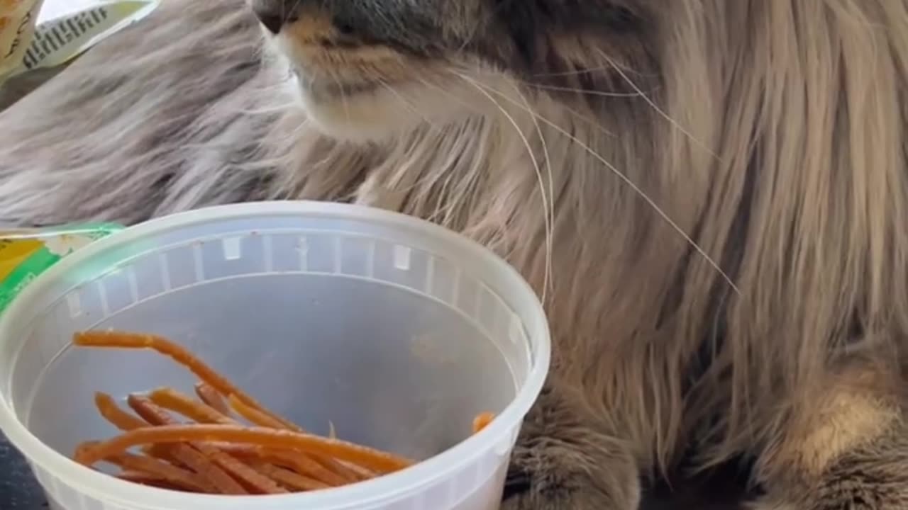He might be the most behaved Maine Coon cat