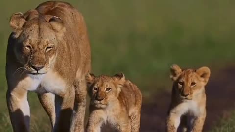 Proudly walking with mom children are happy 😁