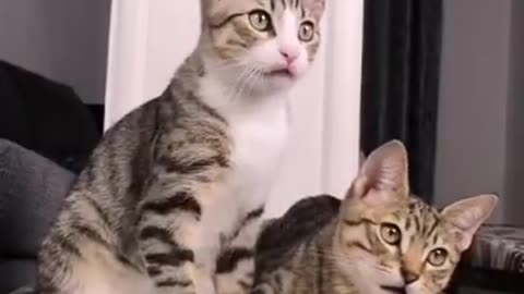 funny cat video for kiids