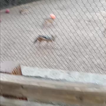 Phoenix Arizona Wildlife World Zoo