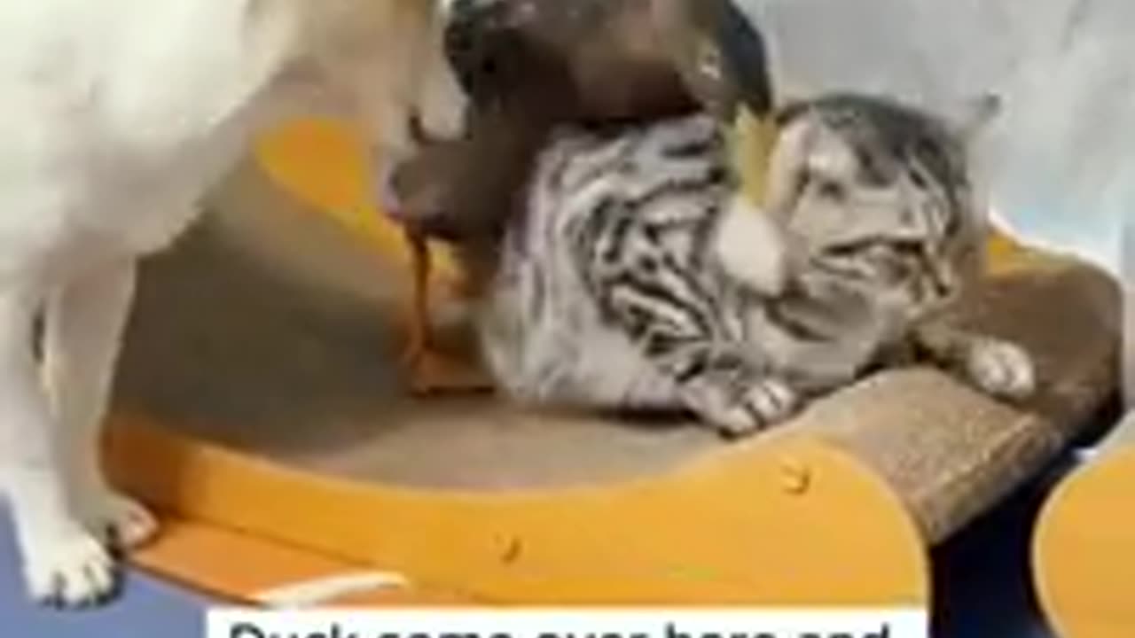 Funny cats and dogs