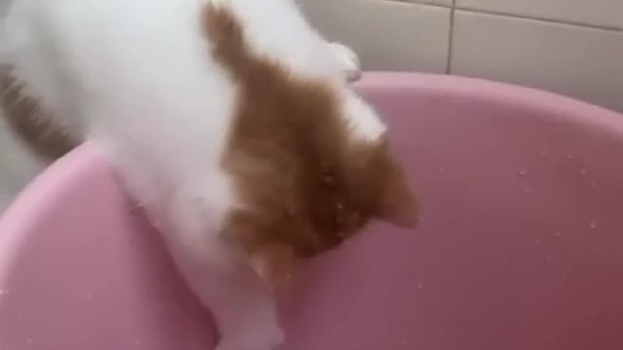 Funny little cat