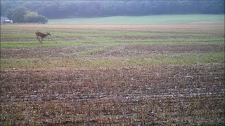 Fred Zepplin 2021, 8/30/21 Small Bucks & Ducks At Feeder