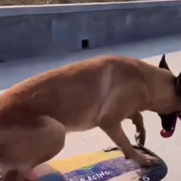 Amazing! Check out this Dog on his Skateboard!!