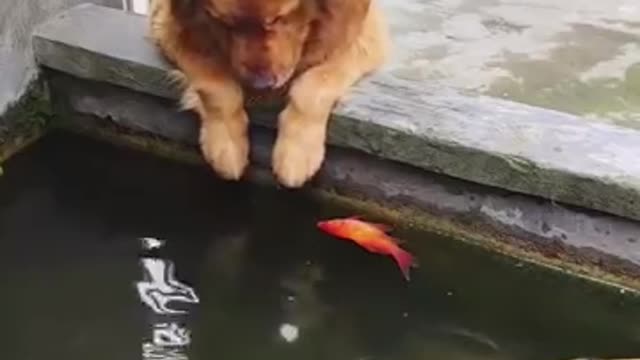 Mom ! My Fish is dead