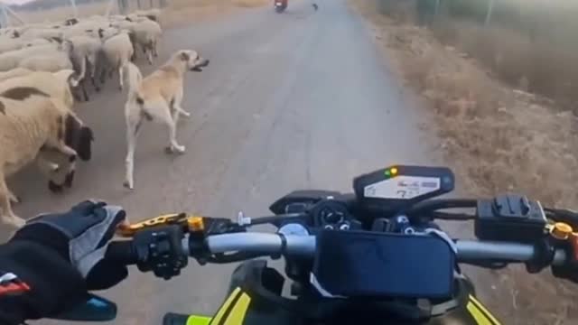 We have no bad intentions, Doggie