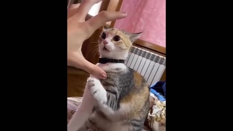 New Funny Animals 😂 Funniest Cats and Dogs Videos 😺🐶