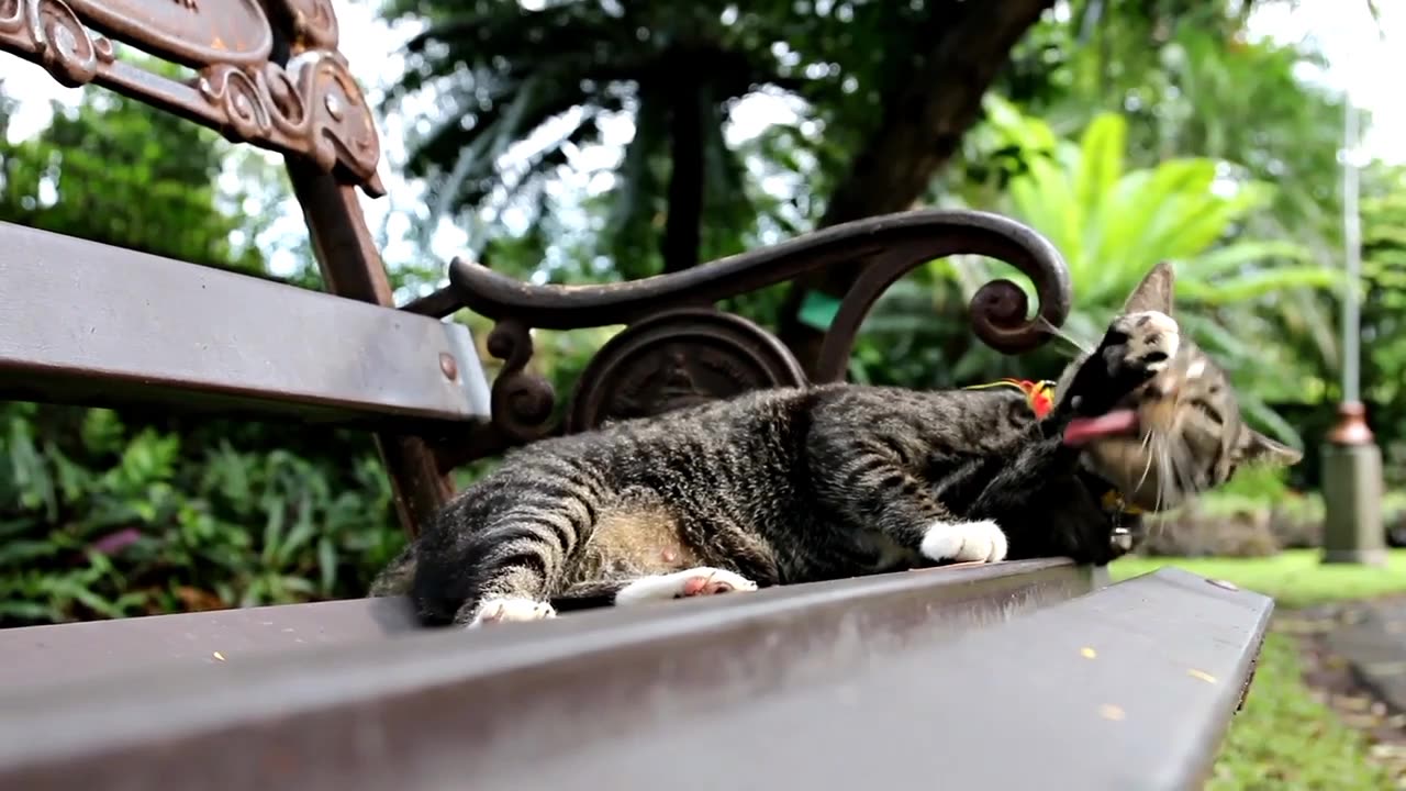 Cat lover baby cat playing with new