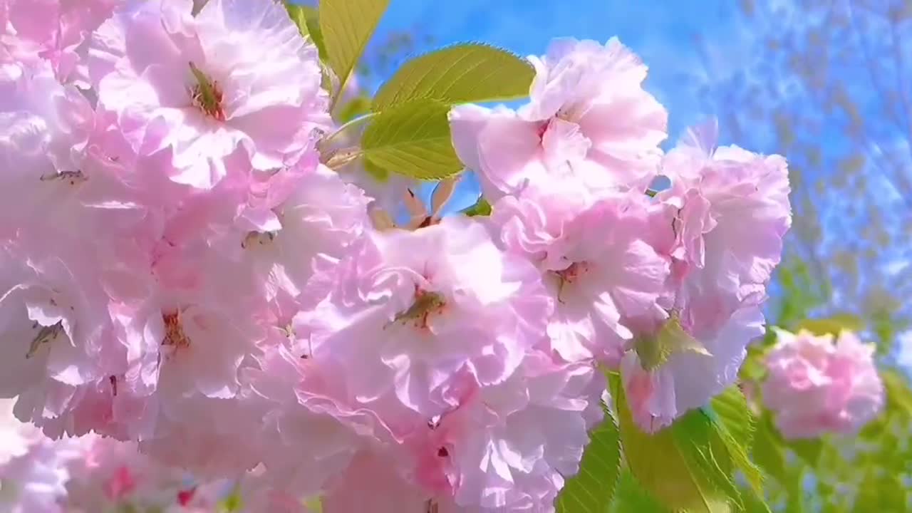 Tree, stamen, scenery, happy, beautiful