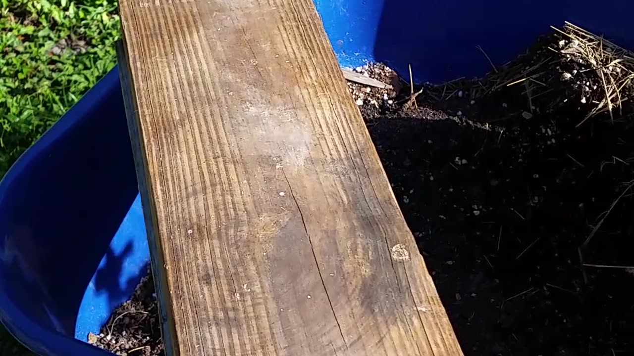 Berry Twisted Lumber pt1