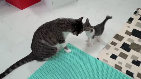 The Big Cat Shows Affection For the Rescued Kitten FUN