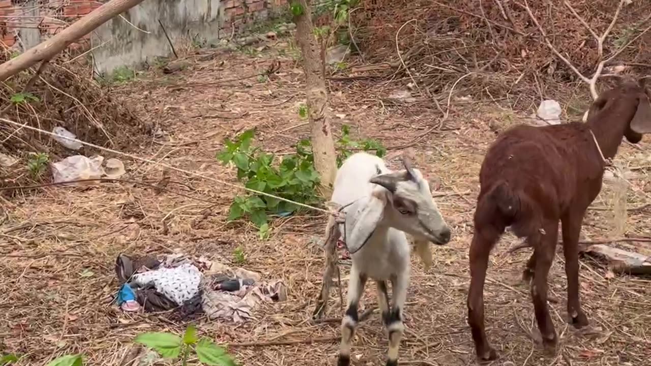 The man try to help poor goat