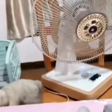 Smart dog knows how to use a fan