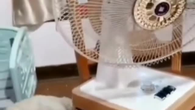 Smart dog knows how to use a fan