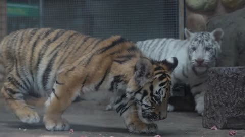 The white tiger has a dull face. You have a quarrel even after eating. Where's my big drumstick