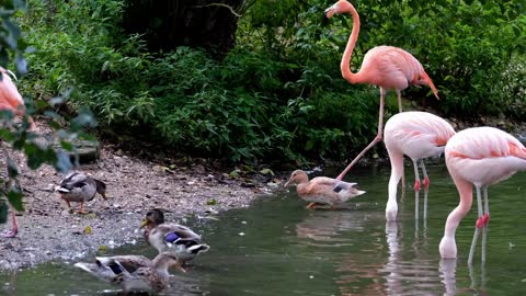 Pink Flamingo