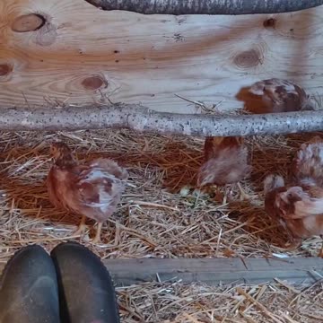 CHICKEN COOP DONE STAY TUNE VIDEO ON BUIDING