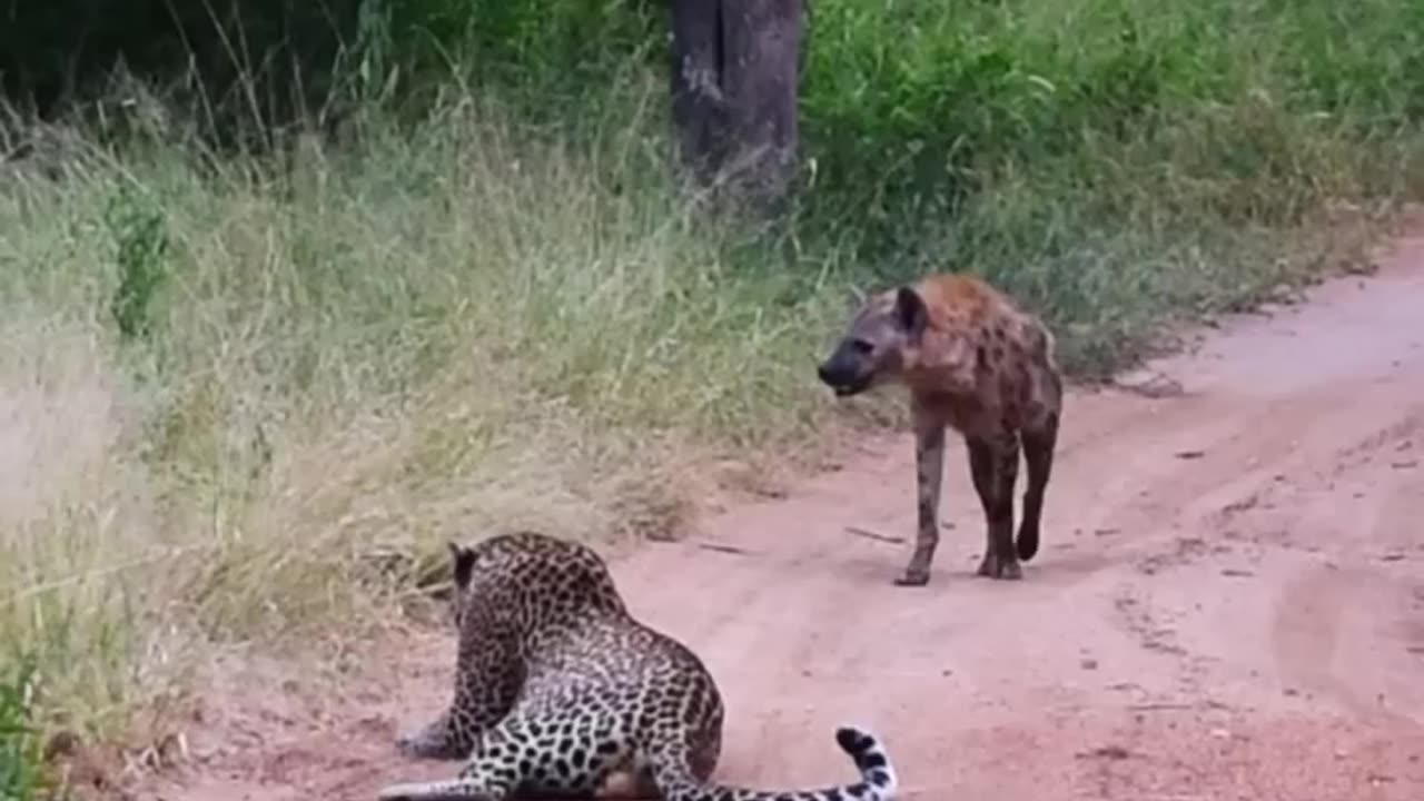 Hyena Makes Big Loop Around Leopard