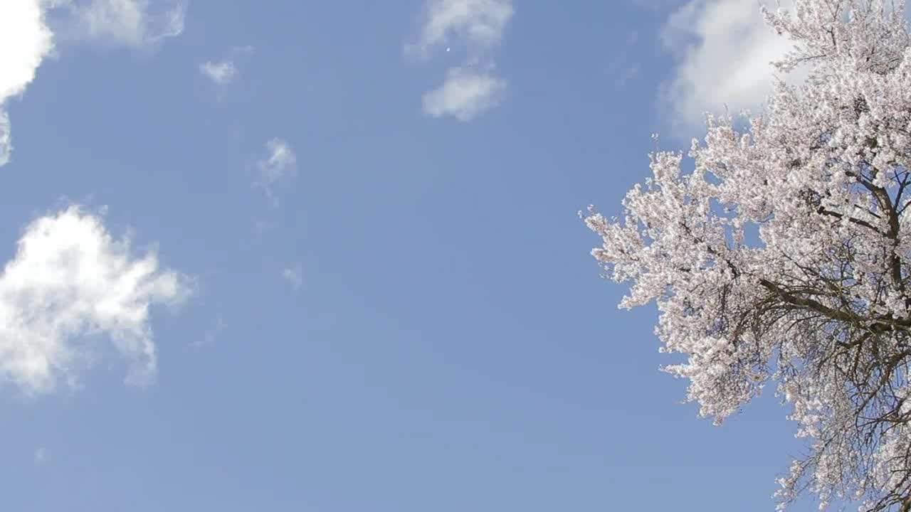 Japanese Tree