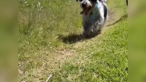 Got to keep it hot dog