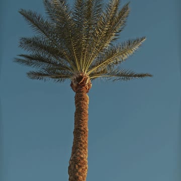 Palm Trees 🌴 one of the most wonderful & Sweet Plants