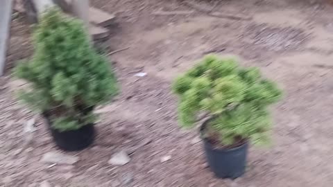 Bonsai Daniel Son