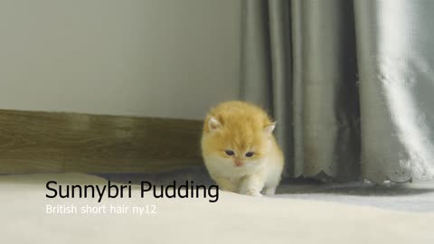 Cute Kitten Pudding wants to be friends with Step Mother of Daddy but(part 116)