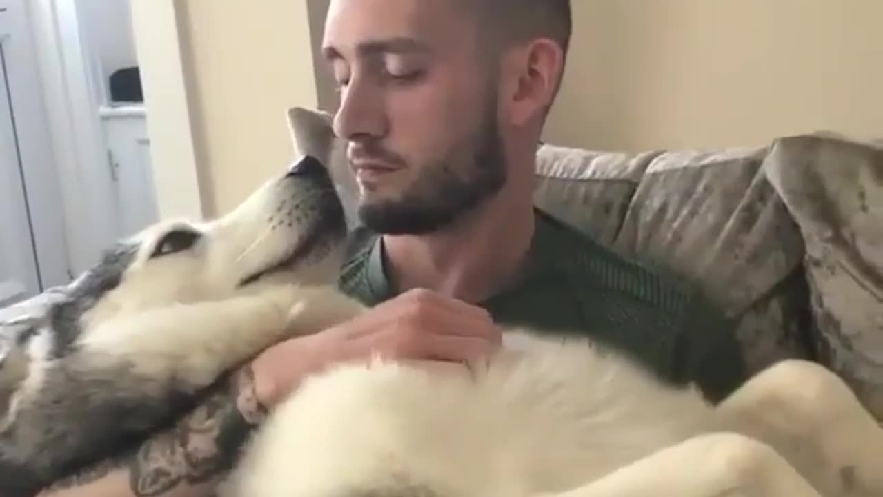 funny animal