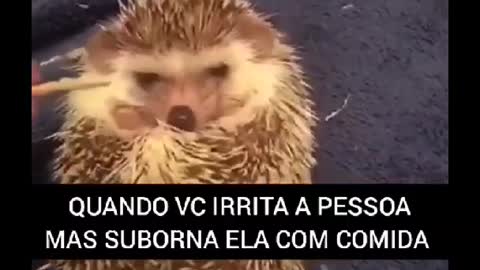 Siga @Animalgram_Memes para mais