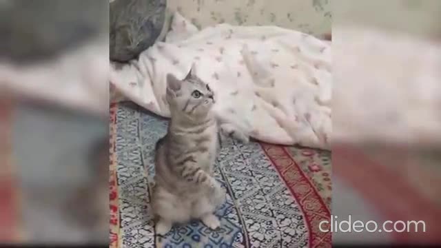 funny cate video