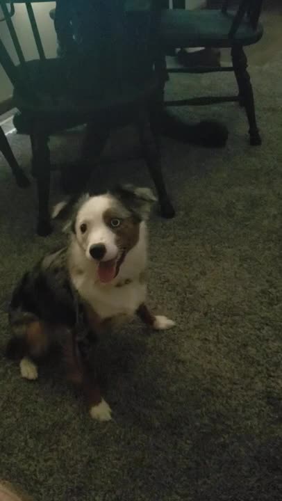 Coco plays with her ball!