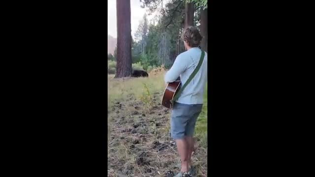 Bear Incredibly Falls Asleep To The Sound Of The Guitar