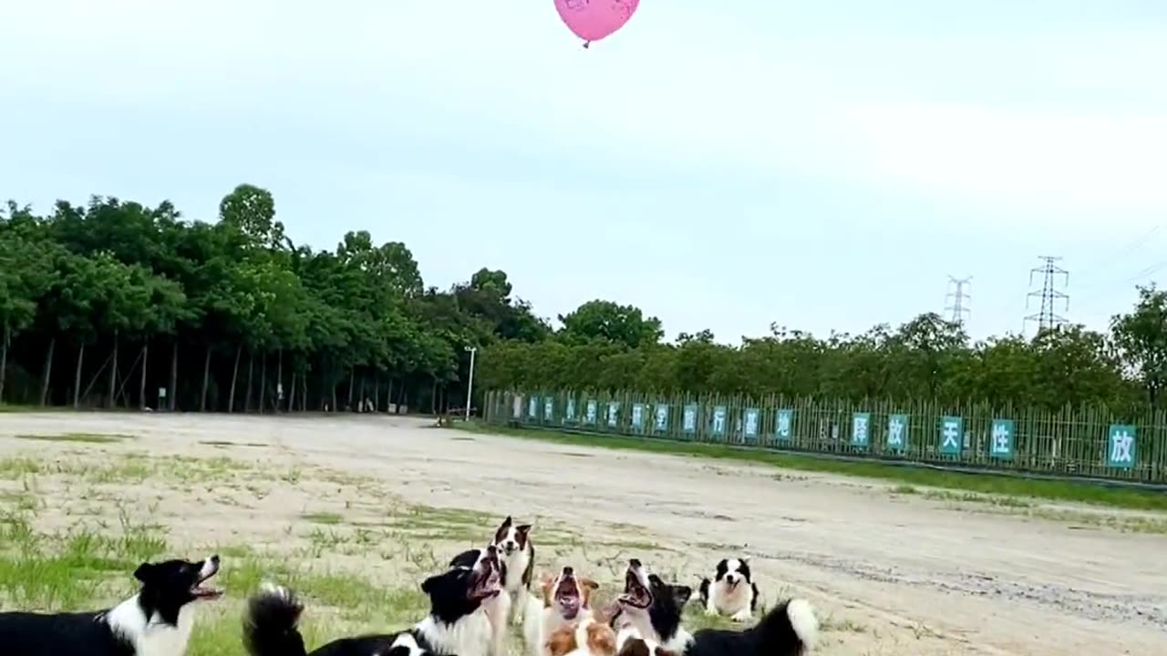 Dogs play each other