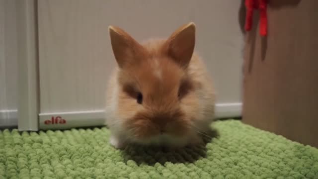 The Cutest Bunnies Ever! A Month Old Bynnies... So Adorable!!!