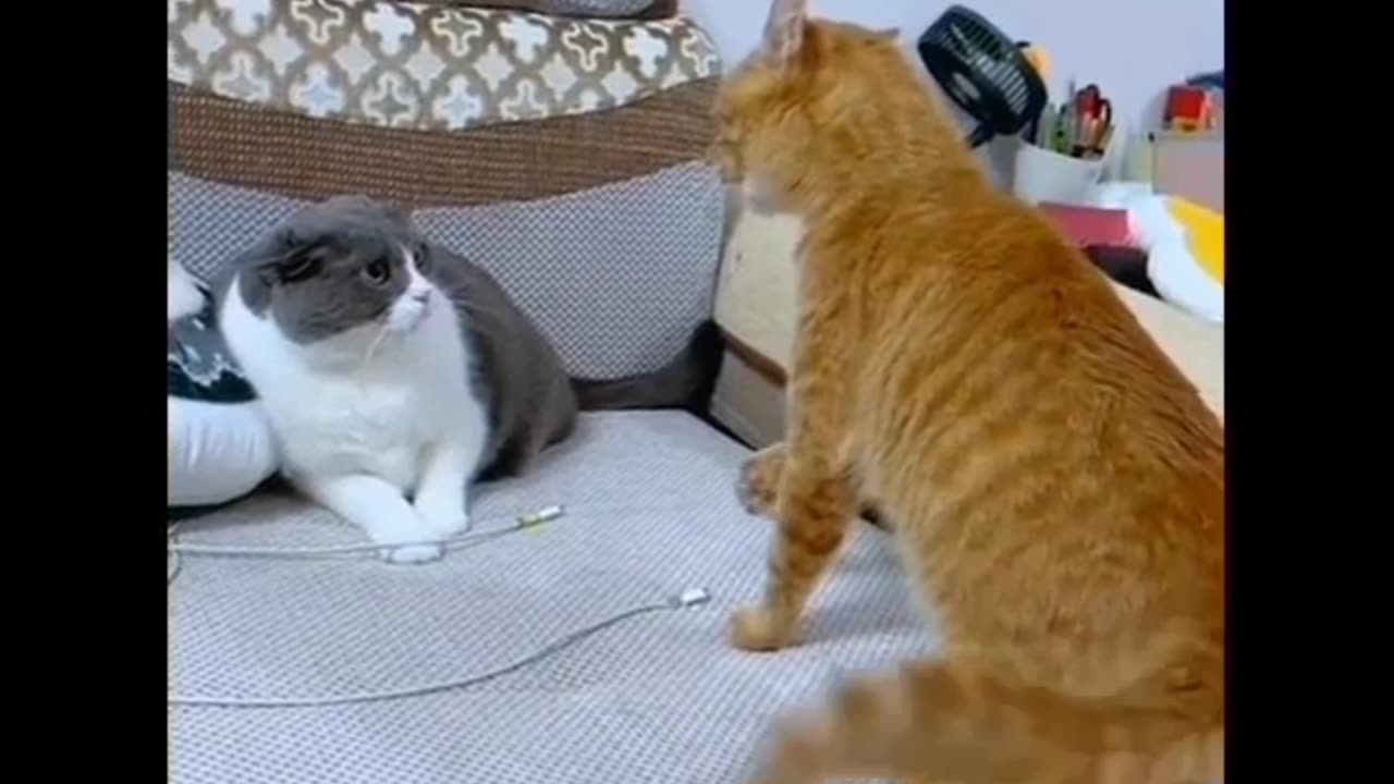 Funny animal video cat fight cute cat fight with other