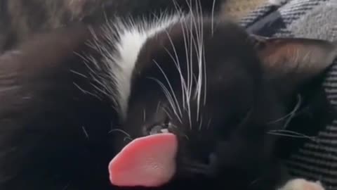 Funny Animal Videos 2024 Best Dogs And Cats Videos 😺😍 #21