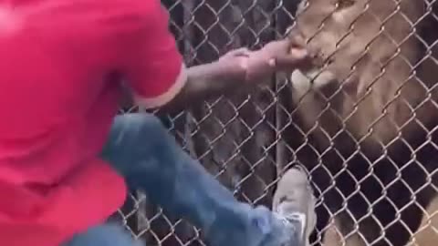 Lion bit off man finger