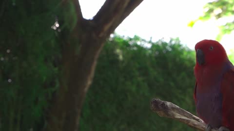 Wildlife Birds ~សត្វ ព្រៃ