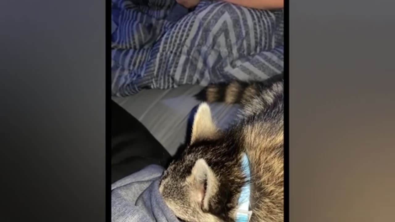 Best Funny Animal Video. Part 18___ @Funny_Brill