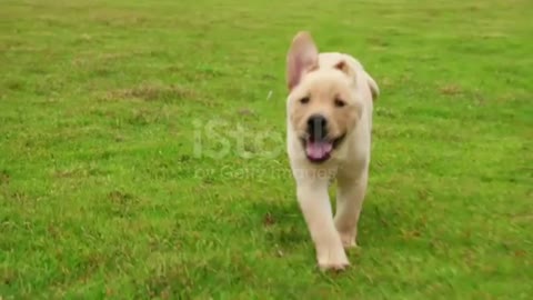 Lovely puppy Labrador running to the camera on the lawn,