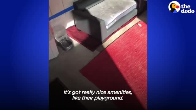 An Woman Turns Backyard Shed Into An Apartment For Stray Cats wow