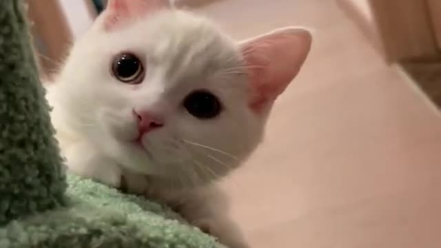 Cute Cats and Funny Animals Compilation 😹 Try Not To Laugh Challenge 💚 Cute Cat Land